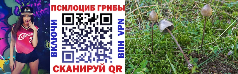 Псилоцибиновые грибы мицелий Судогда